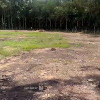 Bán Đất Giá Ưu Đãi Tại Đường Phước Bình, Xã Phước Bình, Long Thành, Đồng Nai, 5,8 Tỷ, 2000M2X200Tc
