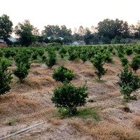 Chính Chủ Cần Bán Lô Đất Đường Đất Sét Bến Củi. Gần Công Ty Scanpost Việt Nam