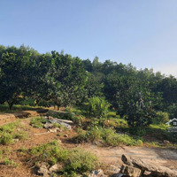 Cần Bán 1,9Ha Hòa Kim, Kim Bôi, Hòa Bình.