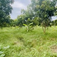 Vườn Xoài Úc Oto Tới Đất, Thuộc Qh Đất Ở Mới, Xã Cam Hoà Chỉ 8Xx Triệu Còn Thương Lượng. 0382535481