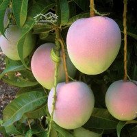 Vườn Xoài Úc Oto Tới Đất, Thuộc Qh Đất Ở Mới, Xã Cam Hoà Chỉ 8Xx Triệu Còn Thương Lượng. 0382535481