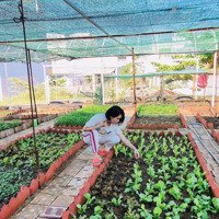 Đất Vườn Tại Chùa Thầy Sài Sơn
