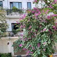 Nhà Đẹp 61M2 - Phân Lô 918 - Phúc Đồng - Long Biên - Aeon - Vỉa Hè - Kinh Doanh, Chỉ 13.5 Tỷ
