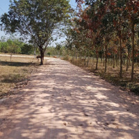 Đất Hảo Đước Châu Thành Tây Ninh 458M2, Giá Bán 539 Triệuiệu Bao Sổ