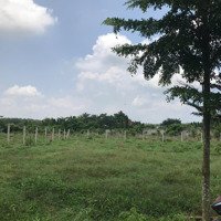 Cần Bán Đất Ở Sông Xoài, Phú Mỹ, Bà Rịa - Vũng Tàu