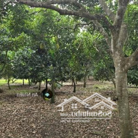 Bán Gấp Vườn Mít Phú Túc Giá Chỉ Còn 300 Triệu/Sào (Ngân Hàng Hỗ Trợ)