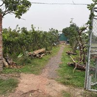 Cần Bán Đất Sẵn Cây Sổ Ruộngdiện Tích3000M2, Giá Bán 3 Tỷ 300 Tại Đại Thành (Hưng Đạo) Quốc Oai, Hà Nội
