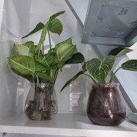 Bán Nhà Riêng Tại Đường 6, Phường Linh Tây, Thủ Đức, Hồ Chí Minh, 870 Triệu, 15 M2, View Đẹp. Hot
