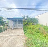 Bán 2 Công Vườn Chà Là 5 Năm Tuổi Đang Ra Bông Chuẩn Bị Thu Hoạch