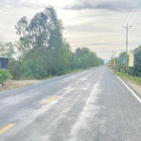 Bán 2 Công Vườn Chà Là 5 Năm Tuổi Đang Ra Bông Chuẩn Bị Thu Hoạch