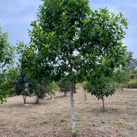 BÁN ĐẤT 4HA XÃ THANH HƯNG, ĐIỆN BIÊN – VỊ TRÍ ĐẸP, ĐƯỜNG NHỰA Ô TÔ TẬN VƯỜN LH:0868862862