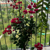 Cho Thuê Cc 1 Phòng Ngủ 50M2 Tại The Sapphire 1, Đa Tốn, Gia Lâm, Hà Nội, 8,5 Triệu