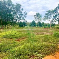 Bán Mảnh Vườn 8,3X83=984,8M2 Đất An Tây, Bến Cát, Bình Dương, 520 Triệu