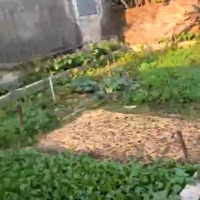 Miếng Đất Siêu Rẻdiện Tích42.5M2. Tri Trung - Phú Xuyên, Hà Nội - Cách Senco5 Vài Trăm Mét.