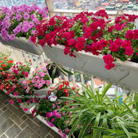 Cần Bán Gấp Giá Rẻ Nhất Bonanza Duy Tân 74M2 2 Phòng Ngủ Giá Tốt Nhất 6 Tỷ. Full Nội Thất Liên Hệ: 0977146928