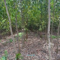 Bán Đất 2666M2 Tại Xã Phước Bình, Long Thành, Đồng Nai, 3,6 Tỷ