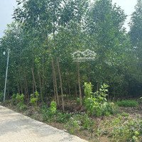Bán Đất 2666M2 Tại Xã Phước Bình, Long Thành, Đồng Nai, 3,6 Tỷ