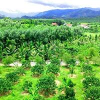 Bán đất Sông Cầu quy hoạch full thổ cư tặng vườn bưởi gần Tỉnh Lộ 2