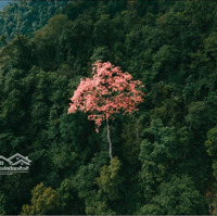 Chính Chủ Bán 1520M Đất Làm Homestay Ở Pà Cò, Hang Kia Giá Bán 1 Tỷ 950 Triệu