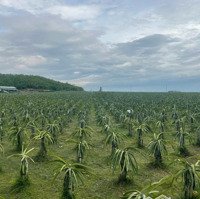 Bán Vườn Thanh Long Ruột Đỏ, Thanh Long Tổ Yến 42Ha, Xã Hồng Liêm, Huyện Hàm Thuận Bắc, Bình Thuận
