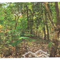 Bán Đgts Đất Tại Tđ Số 157, Xã Cẩm Giang, Huyện Gò Dầu, Tỉnh Tây Ninh