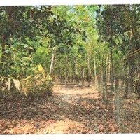 Bán Đgts Đất Tại Tđ Số 157, Xã Cẩm Giang, Huyện Gò Dầu, Tỉnh Tây Ninh