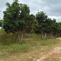 Cam An Nam - 1053 M2 - Ngay Khu Dân Cư - Cách Trường 300 M - Full Xoài - Giá Chỉ 290 Triệu