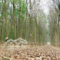 Bán Đất Cln Lên Được Skc,Diện Tích10 Mẫu, Quá Rẻ 2,9 Tỷ/Ha X An Long, Phú Giáo, Bd, Gần Điện 3Fa, Tải Vô