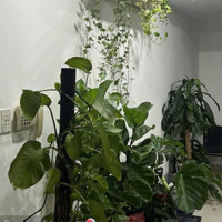 Tropic Garden 2 Phòng Ngủgiá Tốt 7 Tỷ Bao Phí! Nhanh Tay Sở Hữu!