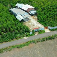 Chính Chủ Cần Bán Gấp Lô Đất Ngộp Giá Chỉ 195 Triệu Ngay Xã Tân Tiến Sát Tthc Bù Đốp Bình Phước. Sổ Sẵn