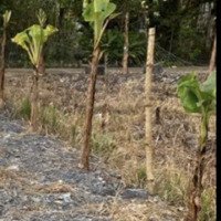 Phước Thiền - Nhơn Trạch Chủ Gửi Bán 100M2 Đất Sạch, Có Sổ Hồng