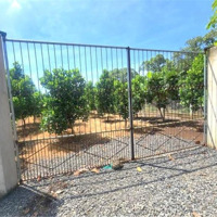 Bán 308,2M2 Mặt Tiền Nhựa Lớn 18M Nở Hậu Tân Hưng Đồng Phú Chỉ 275 Triệu
