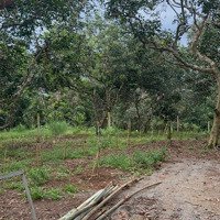 Cần Bán Lô Vườn Lộ 25 Cách Sân Bay 9Km Giá Ngộp