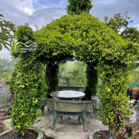 Nhà Vườn Thị Trấn Cần Giuộc. Diện Tích 1106M2, Mặt Tiền Đường Nhựa Gần Ql50 Giá Tốt, Shr