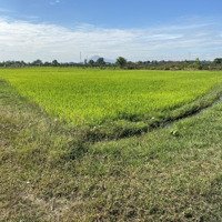Xả Hàng 1600M2 Trồng Cây Sát Nhựa Hàm Chính Về Phan Thiết 10Km Giá Bán 550 Triệu Cho Đầu Tư