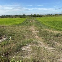 Xả Hàng 1600M2 Trồng Cây Sát Nhựa Hàm Chính Về Phan Thiết 10Km Giá Bán 550 Triệu Cho Đầu Tư