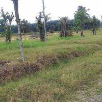 Chính Chủ Cần Bán Đất Diện Tích: 2600M2 Có Sẵn 200M2 Thổ Cư, Đường Xe Tải.