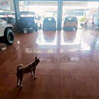 Sang nhà mặt tiền Võ Nguyên giáp diện tích ngang 9,5m