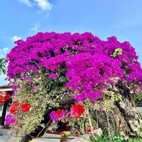 Biệt Thự Vườn Đẳng Cấp Nhất Xã Diên Thọ, Huyện Diên Khánh, Cách Điểm Giao Cao Tốc Và Ql27C Chỉ 200M