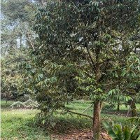 Bán Nhà Mặt Phố Nguyễn Du, 6 Tỷ, 6000M2, View Đẹp, Uy Tín, Khánh Sơn, Khánh Hòa