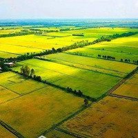 Gần 3 Sào Đất Lúa Cam Tân, Có Đường Trên Sổ, Giá Rẻ Chỉ 1Xx Triệu/Sào. Gọi Ngay 0382535481 Huy