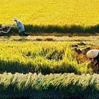 Gần 3 Sào Đất Lúa Cam Tân, Có Đường Trên Sổ, Giá Rẻ Chỉ 1Xx Triệu/Sào. Gọi Ngay 0382535481 Huy