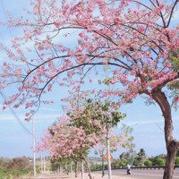 Chưa Tới 1 Triệu/M2 Cho Đất Trung Tâm Thiện Nghiệp, Phan Thiết