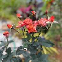 Chỉ Hơn 6 Triệu/M2 Có Ngay Homestay Nghỉ Dưỡng Tại Cư Yên , Lô Góc 630M Cư Yên - Lương Sơn