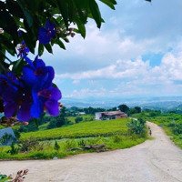 Gấp 1 Lô Duy Nhất Đông Thanh- Lâm Hà- Lâm Đồng 114M2 Sẵn Thổ Cư Đường Bê Tông Tới Đất Chỉ 3Xxtr