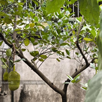 Bán Biệt Thự Liền Kề Hà Đông Hà Nội 112M2 5T Mt5,5M Chào 20 Tỷ Đg 20M Vỉa Hè 10M Kd Víp Htro Banks