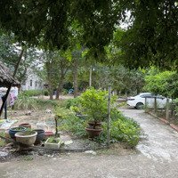 Cho Thuê Đất Trống (Loại Đất: Đất Trồng Cây Lâu Năm), Ngang 10M, Dài 47M