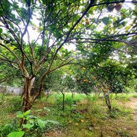 Chủ Cần Tiền Trả Nợ Cho Con Bán Nhanh Vườn Cây Trĩu Quả Tổng Diện Tích 1040M2 Minh Quang Ba Vì