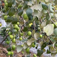 Chủ Cần Tiền Trả Nợ Cho Con Bán Nhanh Vườn Cây Trĩu Quả Tổng Diện Tích 1040M2 Minh Quang Ba Vì