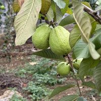 Chủ Cần Tiền Trả Nợ Cho Con Bán Nhanh Vườn Cây Trĩu Quả Tổng Diện Tích 1040M2 Minh Quang Ba Vì